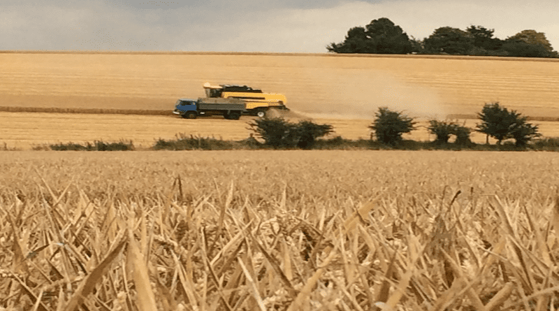Wheat yields in the UK are at risk when there a combination of extreme weather events, so there will be greater uncertainty over future production due to climate change. CREDIT: UKCEH