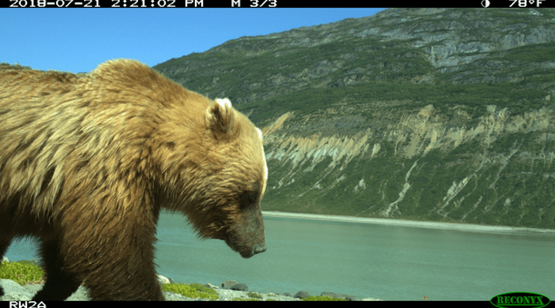 A brown bear seen on a motion-activated camera in Glacier Bay National Park, Alaska. CREDIT: Mira Sytsma
