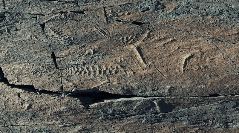 Fossil records of early animals from Mistaken Point Ecological Reserve in Canada. CREDIT: Dr Emily. G. Mitchell – University of Cambridge