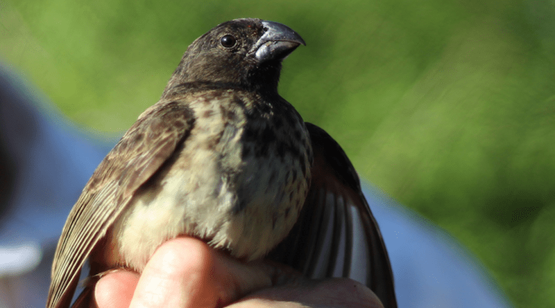 Darwin’s finches are a thoroughly examined species group which has become synonymous with evolution studies. CREDIT: Carl-Johan Rubin
