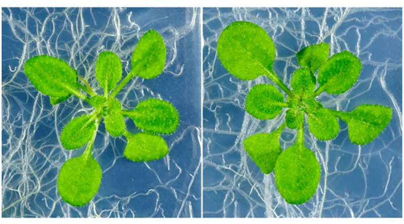 PSY receptor mutant (right) and wild type (left). PSY receptor mutant is less stress tolerant, but its growth is facilitated. CREDIT: Dr. Yoshikatsu Matsubayashi