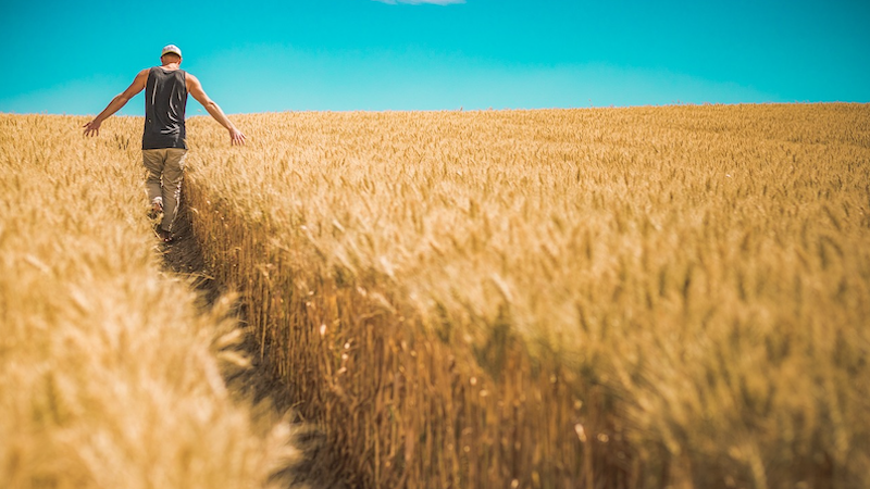 Man Wheat Crops Barley Crops Cereals Food Grains