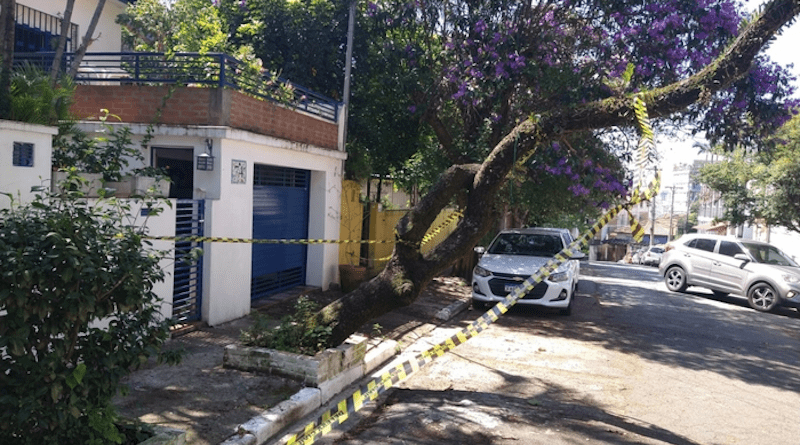 Research also found sidewalk width and tree height to be key factors. The results will be used in tree management and urban planning CREDIT: City of São Paulo