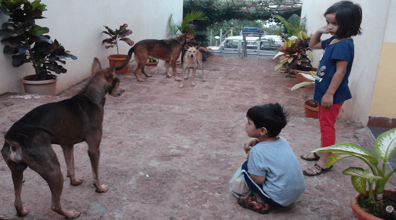 Impression India Children Dogs Ganpatipule Boy Poverty Boy Girl