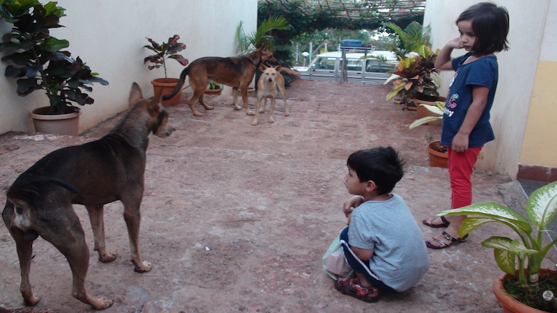 Impression India Children Dogs Ganpatipule Boy Poverty Boy Girl