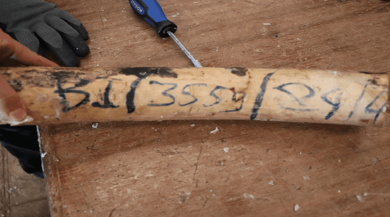 Tusks with CITES markings in a recent ivory seizure from Uganda. CREDIT: John E. Brown III