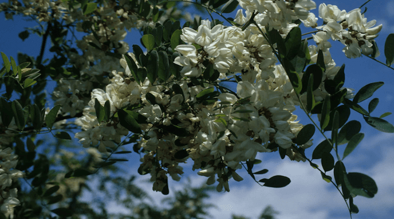 Black Locust (Robinia pseudocacia) is a tree native to North America that has been introduced in all continents. European empires have often played a major role in its introduction and spread. CREDIT: C: Franz Essl