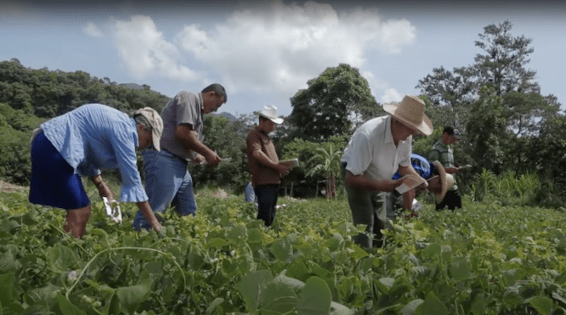 Farmers are becoming more involved than ever in the work of developing new, sustainable crop varieties. CREDIT: Alliance of Bioversity International and CIAT