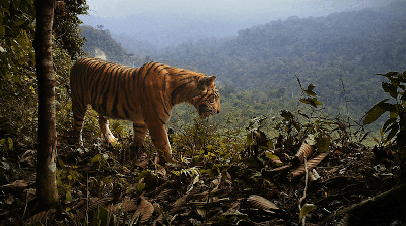 Sumatra tiger on the forest's edge. CREDIT: UQ/Matthew Luskin