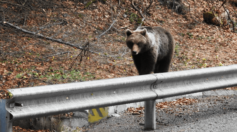 Brown bear waiting on the roadside for food scraps (National Road 2D, Vrancea, Romania) CREDIT: Dr Silviu Chiriac (EPA Vrancea)