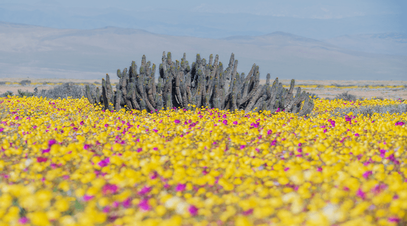 Taken during the 2021 'desierto florido' near Caldera, Chile. The purple flowers are Cistanthe longiscapa, the object of this study. CREDIT: Oven Pérez-Nates