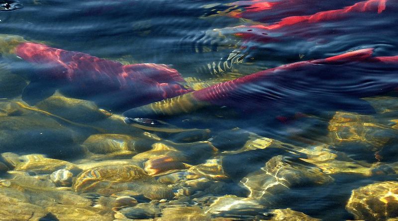 Sockeye Salmon Adams River Spawning Water Nature