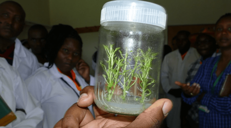 Potato tissue culture provides farmers with healthy potato seeds. Copyright: Christine Bukania / CIP-SSA, CC BY-NC-SA 2.0