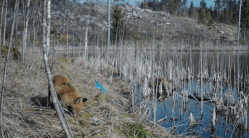 A red fox is inspecting an artificial nest containing eggs with an aversive agent.
