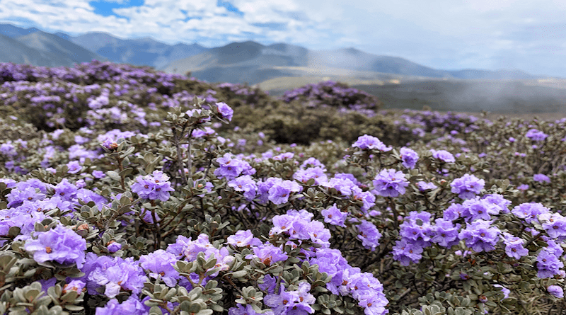 Rhododendron meadows cover China’s Hengduan mountains. CREDIT: Photo by Qin Li