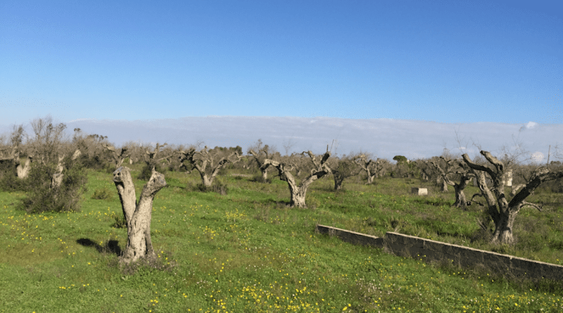 Olive field in Gallipoli, Italy devastated by Xylella fastidiosa CREDIT: Emilio Montesinos