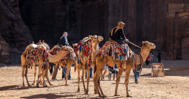 Jordan Petra Camels Dromedary Desert Tourism Tourist
