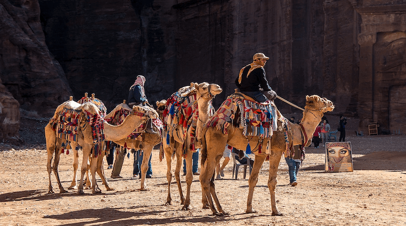 Jordan Petra Camels Dromedary Desert Tourism Tourist