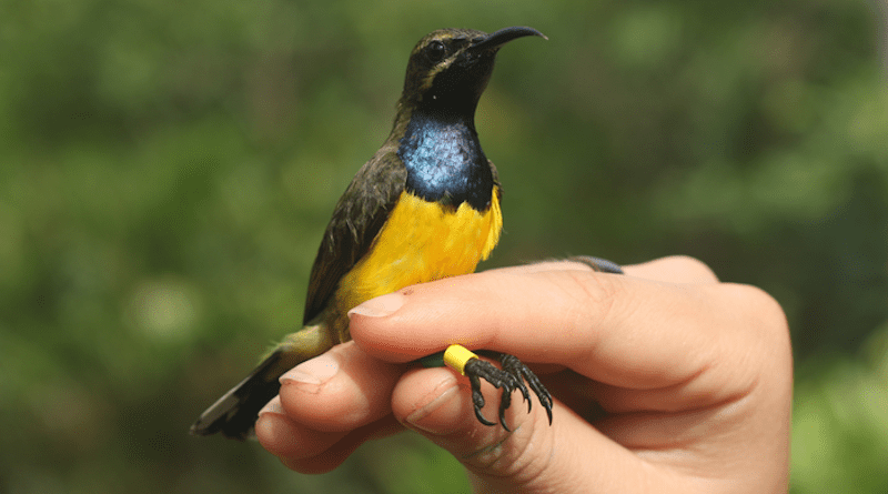 A male Olive Backed Sunbird CREDIT: Nicola Marples and David Kelly, Trinity College Dublin.