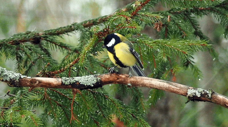 Bird Talgoxe Yellow Winter Forest Sweden