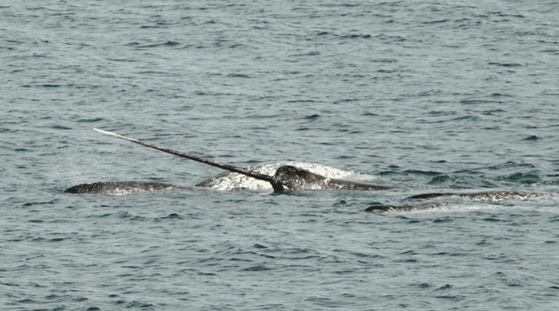 Narwhals at play CREDIT: Marie Auger-Méthé