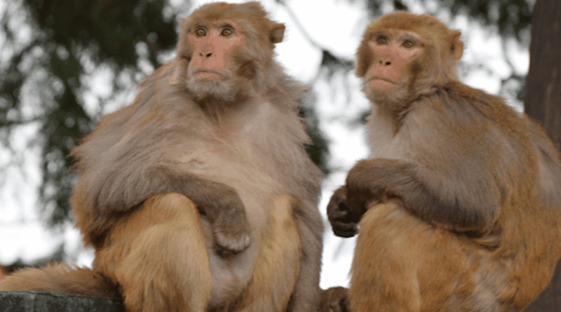 Rhesus macaques in the city of Shimla, northern India CREDIT: Photo by Dr Krishna Balasubramaniam