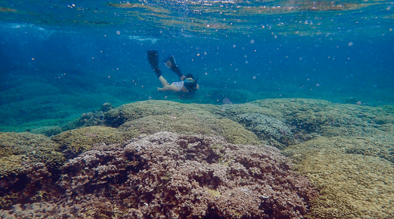 Reefscape in Kaneohe Bay, Hawai'i, with snorkeler. CREDIT: Mariana Rocha de Souza