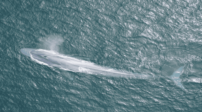 MBARI researchers and their collaborators have gained important insight into the feeding habits of blue whales. The gentle giants follow wind-driven upwelling to find rich patches of food. Image: Goldbogen Lab/Duke Marine Robotics and Remote Sensing Lab (NMFS Permit 16111) CREDIT Image: Goldbogen Lab/Duke Marine Robotics and Remote Sensing Lab (NMFS Permit 16111)