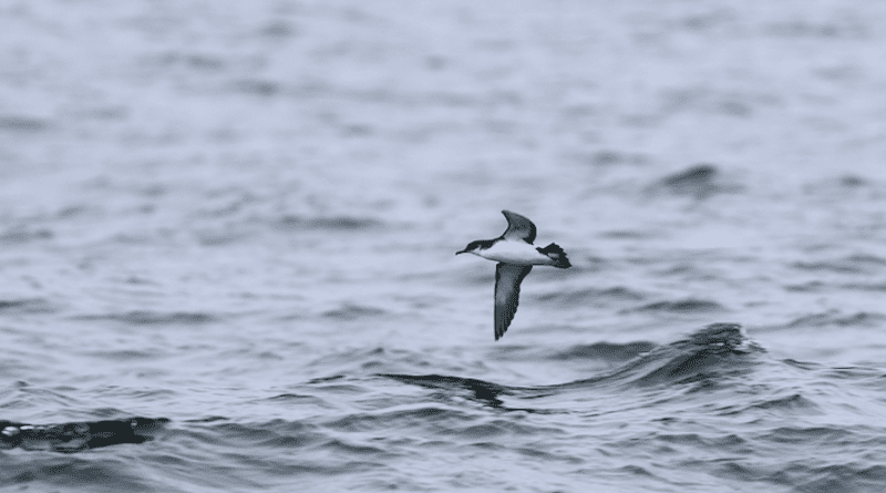 Manx shearwater in flight over the Celtic Sea. Manx shearwaters are a seabird species at risk from oil pollution, due to spending most of their lives at sea, and much of that time on the water surface. CREDIT: Jamie Darby, School of Biological Earth and Environmental Science, UCC