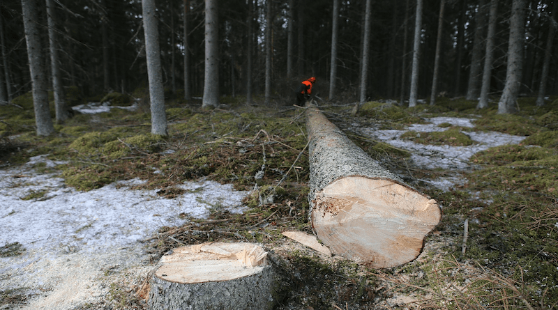 Forest Wood Tree Logs Six Stump Log Logger Logging