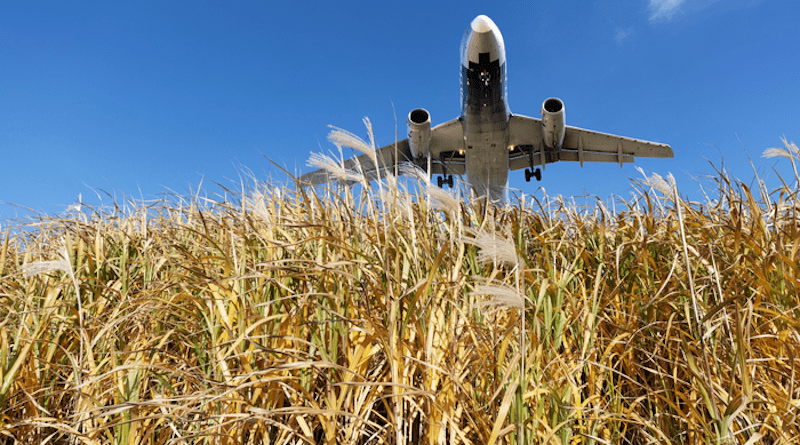 The study found that planting the grass miscanthus on 23.2 million hectares of existing marginal agricultural lands – land that often lays fallow or is poor in soil quality – across the United States would provide enough biomass feedstock to meet the liquid fuel demands of the U.S. aviation sector fully from biofuels, an amount expected to reach 30 billion gallons/year by 2040. CREDIT: ASU