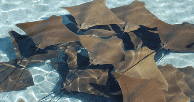Manta Rays Stingrays Sea Life Water Sea Ocean
