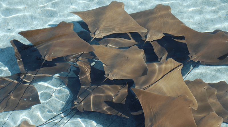 Manta Rays Stingrays Sea Life Water Sea Ocean