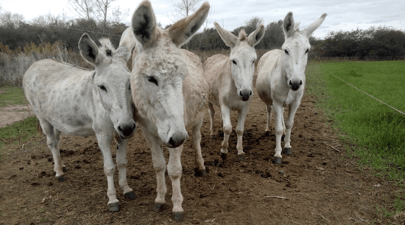 Argentinian donkeys that were used in the study. CREDIT: The University of Queensland