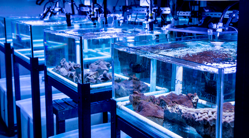 Coral colonies of the species Colpophyllia natans and Orbicella faveolata maintained in the Experimental Reef Laboratory aquarium systems. These corals were rescued from a seawall collapse at Star Island in July 2022, and will be used to support research and restoration efforts. CREDIT: Joshua Prezant