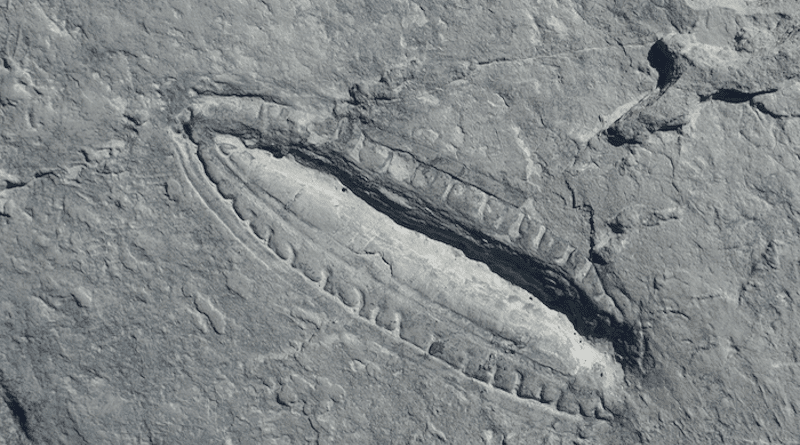 The Kimberella fossil. Credit: Dr Ilya Bobrovskiy/GFZ-Potsdam