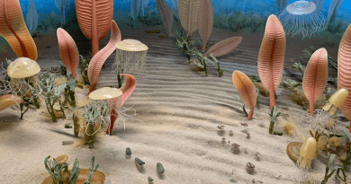Diorama of the Ediacaran sea floor. CREDIT: Smithsonian Institution