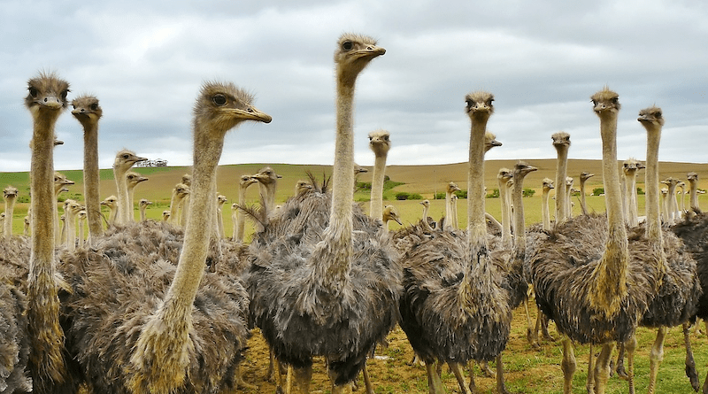 Bird Animal Nature Strauss Ostrich Ostrich Farm