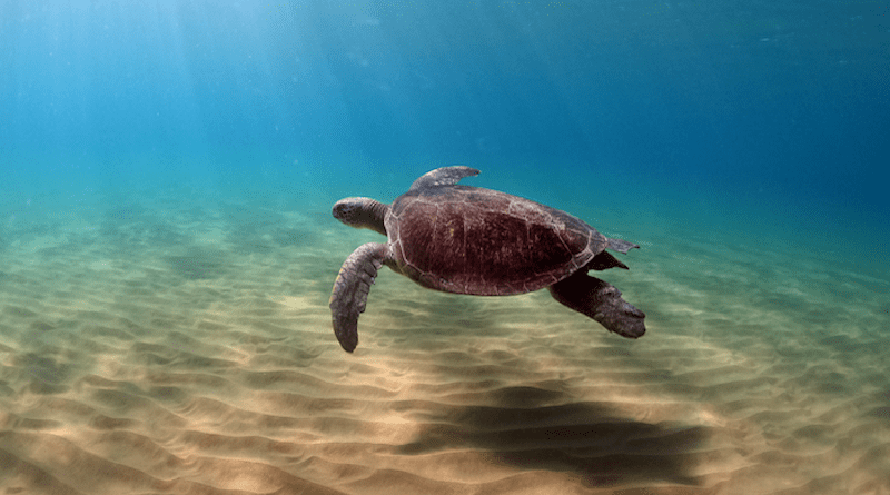 An adult green turtle from Karpaz nesting beach CREDIT: Finlay Pitt