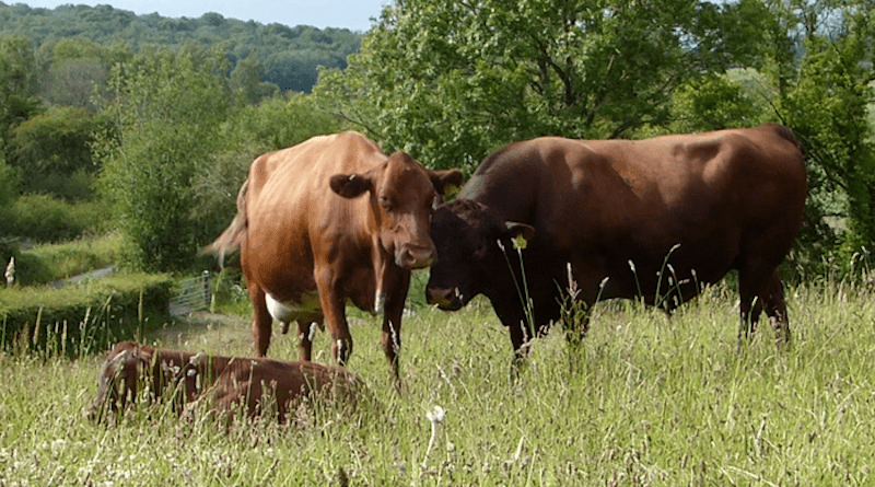 The study shows that less intensively managed grassland has greater plant diversity. Pictured are cows fed on pasture in Arnside, Cumbria. CREDIT: Markus Wagner