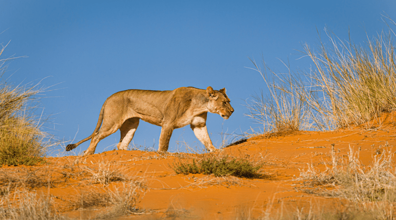 Lioness walking on sand-dune CREDIT: Chris Stenger