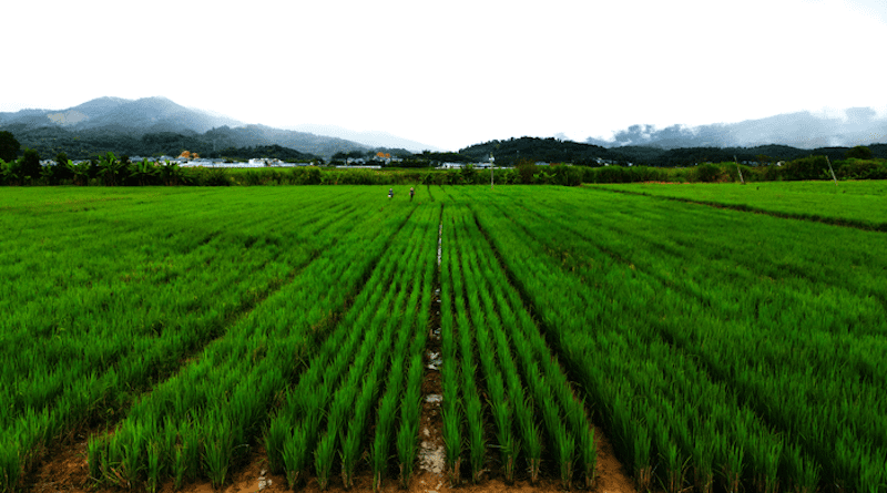 The development of high-yielding perennial rice means up to eight harvests from a single planting, significantly lowering labor and cost for smallholder farmers while simultaneously improving soil quality. Researchers from the University of Illinois, Yunnan Academy of Agricultural Sciences, the International Rice Research Institute, Yunnan University, the University of Queensland, and the Land Institute contributed to the development and deployment of perennial rice. CREDIT: Photo provided by Shilai Zhang, Yunnan University