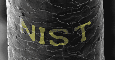 Using sugar and corn syrup (i.e., candy), researcher Gary Zabow transferred the word "NIST" onto a human hair in gold letters, shown in false color in this black and white microscope image. CREDIT: G. Zabow/NIST