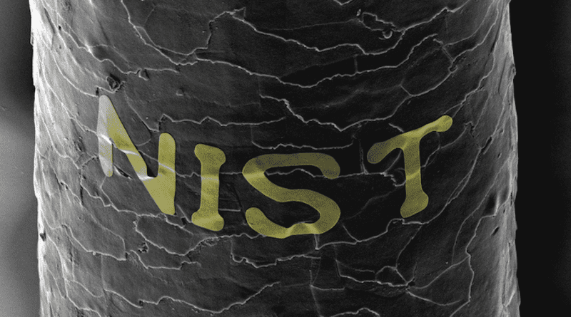 Using sugar and corn syrup (i.e., candy), researcher Gary Zabow transferred the word "NIST" onto a human hair in gold letters, shown in false color in this black and white microscope image. CREDIT: G. Zabow/NIST
