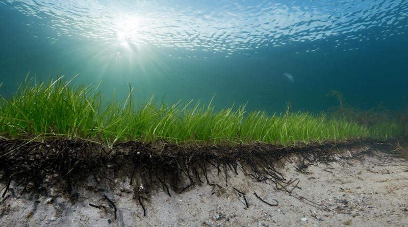 Seagrass´ root mats can reduce coastal erosion up to 70 %. Researchers at University of Gothenburg have made test in wave tank that shows that the roots makes binds the sand dunes. CREDIT Photo: Pekka Tuuri