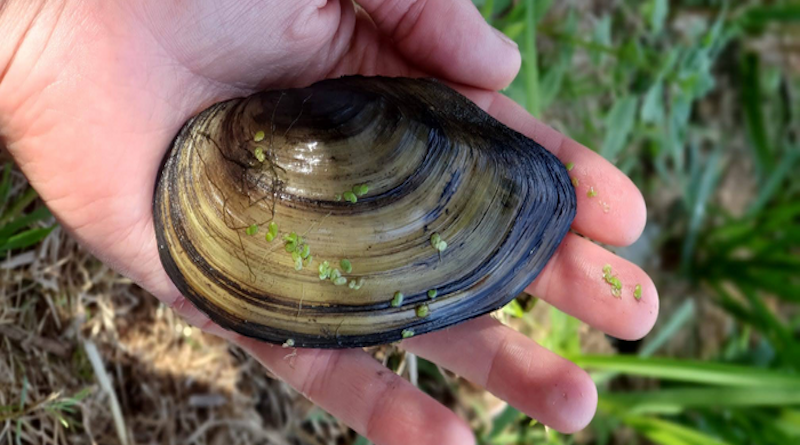 One of the mussels gathered in the River Thames survey CREDIT: University of Cambridge