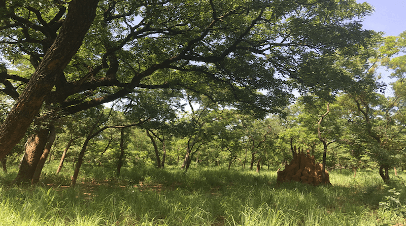 Ghana suvanna CREDIT: Kate Parr, University of Liverpool