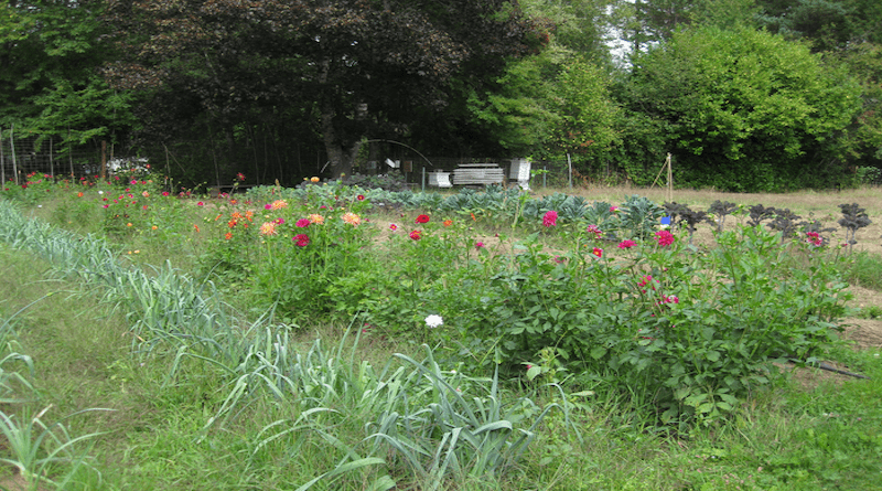 Wildflower strips deployed in Washington, comprising a mix of Hall's aster, Canada goldenrod, Lupine, Sunflower and Yarrow. CREDIT: Elias Bloom