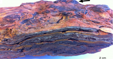 Hand sample of Dresser Formation stromatolite, showing a complex layered structure formed of hematite, barite, and quartz, and a domed upper surface (dome arrow). CREDIT: Keyron Hickman-Lewis and colleagues