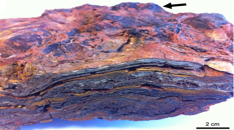 Hand sample of Dresser Formation stromatolite, showing a complex layered structure formed of hematite, barite, and quartz, and a domed upper surface (dome arrow). CREDIT: Keyron Hickman-Lewis and colleagues